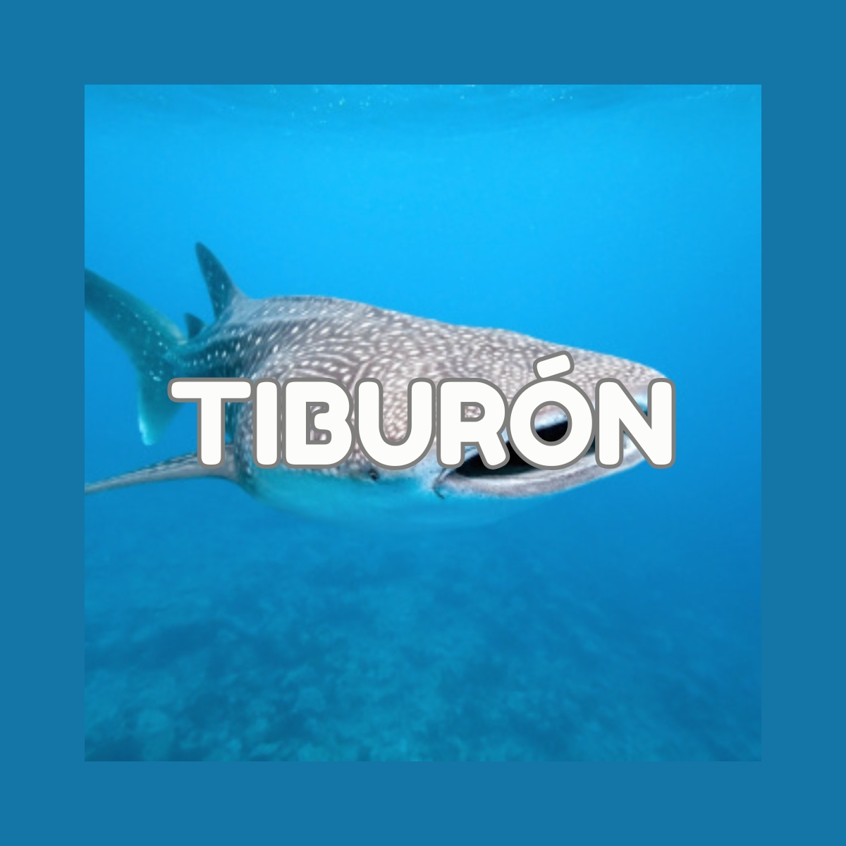 Tiburon