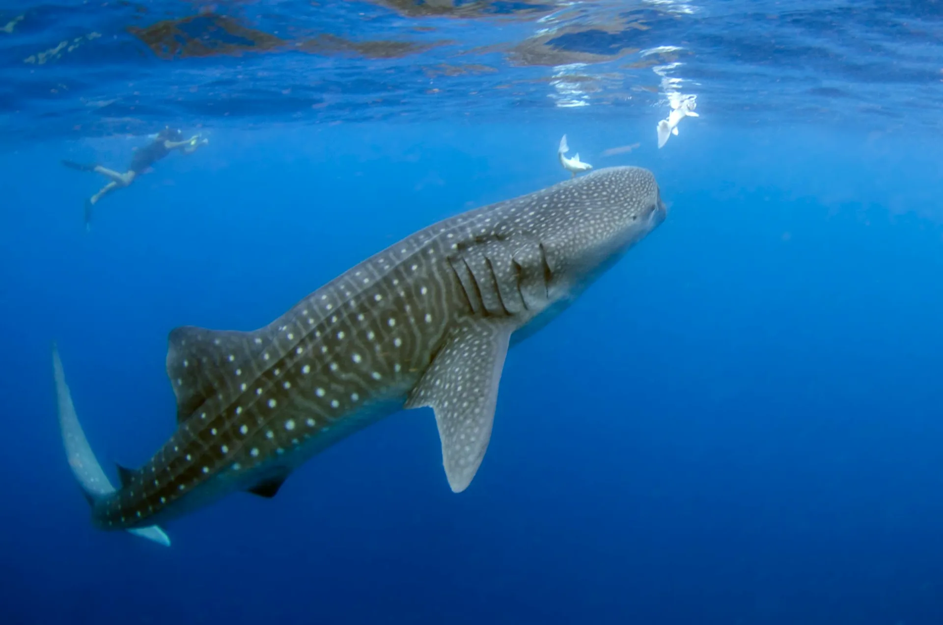 Tiburón ballena nadando cerca de snorkelers en el Caribe